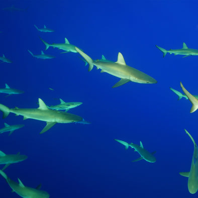 Galapagos Shark Snorkel