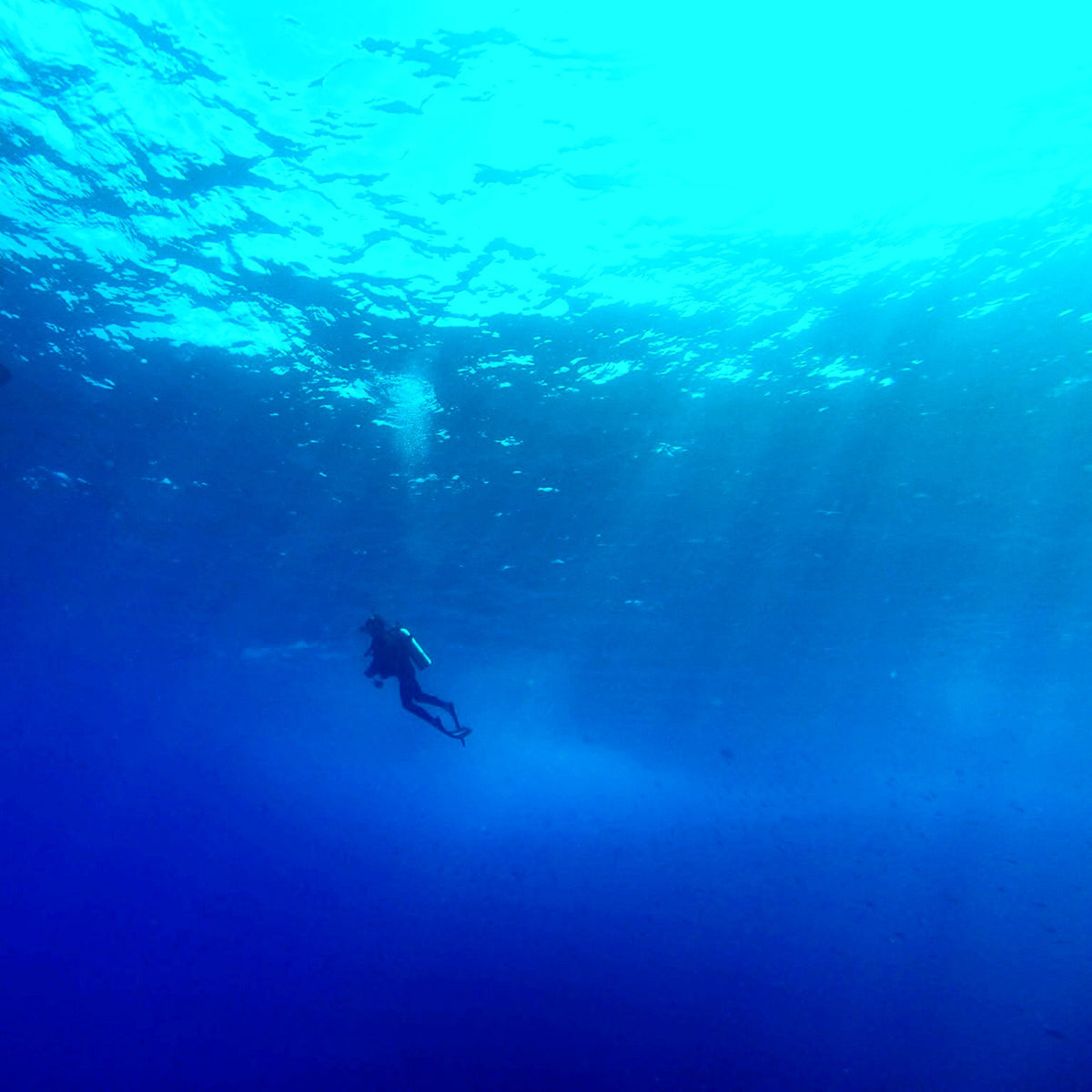 Lord Howe Island Borders to Open 2nd October! – Dive Lord Howe