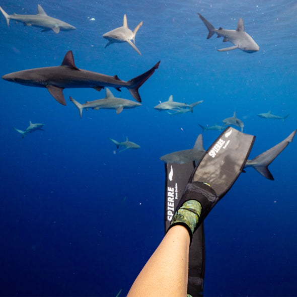 Galapagos Shark Experience