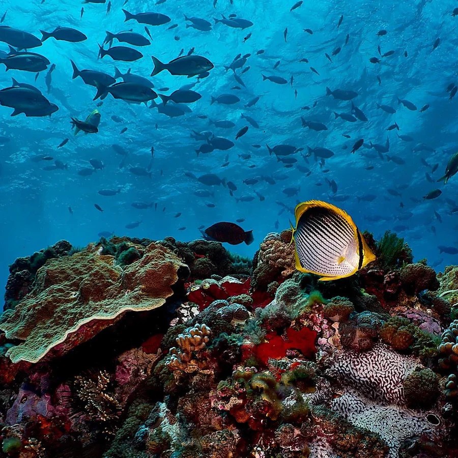 Colorful coral reef with diverse fish swimming underwater in a blue ocean.
