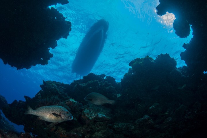 Underwater view of fish and coral with a boat silhouette at the surface.
