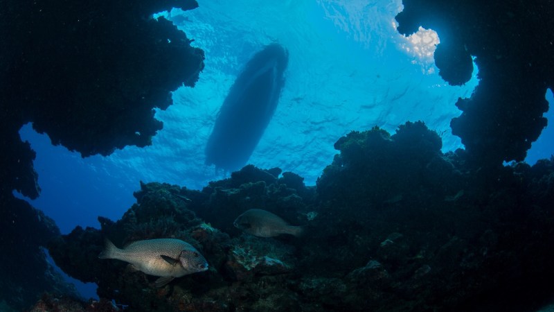 Underwater view of fish and coral with a boat silhouette at the surface.