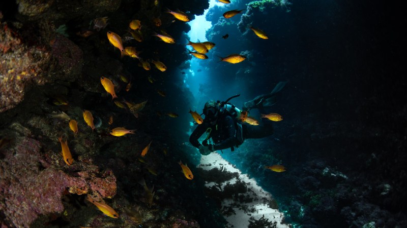 Scuba diver swimming through coral reef tunnel with fish.