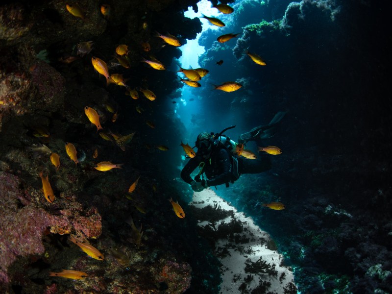 Scuba diver swimming through coral reef tunnel with fish.