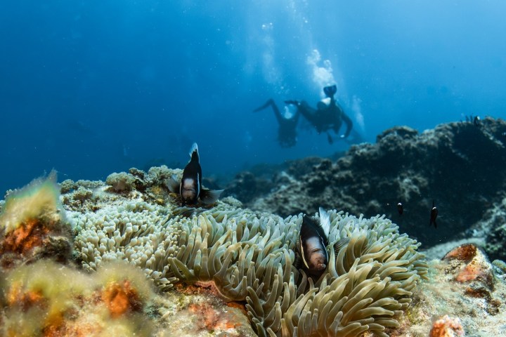 Underwater scene with clownfish in anemone and divers in the background.
