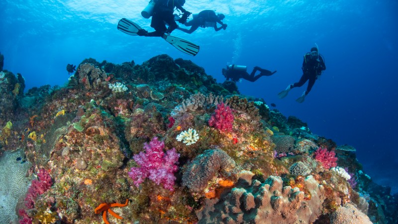 Scuba divers exploring vibrant coral reef with colorful marine life.