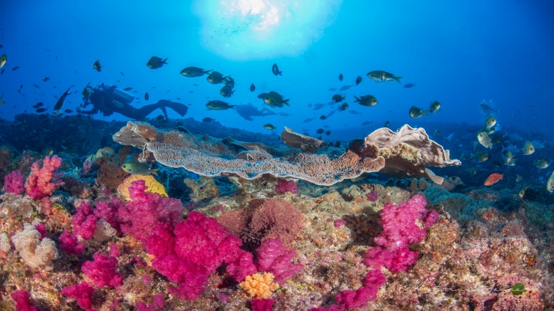 Underwater scene with diver, fish, and colorful coral reef in bright blue water.