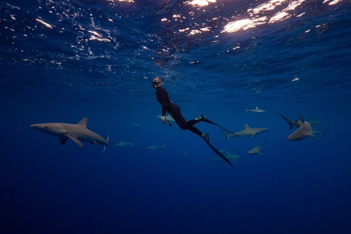 Diver swimming underwater surrounded by several sharks in a deep blue ocean.