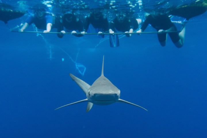 Shark swimming underwater near a group of snorkelers holding onto a bar.