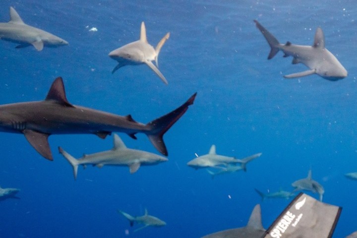 Several sharks swimming underwater with a diving fin visible in the foreground.