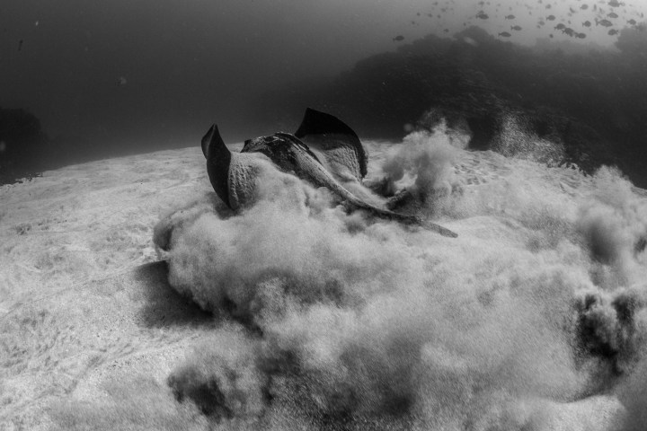 Underwater scene: a stingray stirs sand while swimming on the ocean floor, surrounded by fish.