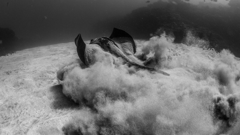 Underwater scene: a stingray stirs sand while swimming on the ocean floor, surrounded by fish.