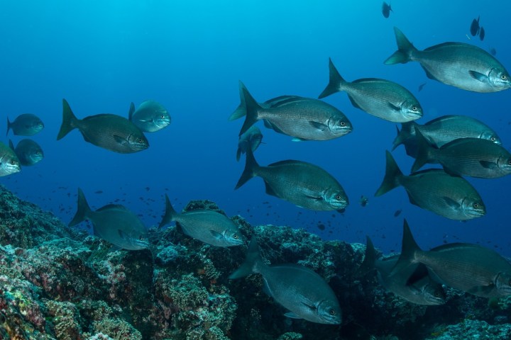 School of fish swimming over a coral reef in clear blue water.