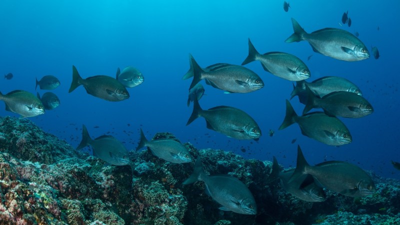 School of fish swimming over a coral reef in clear blue water.