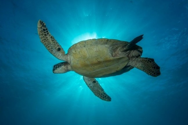 Sea turtle swimming under blue water with sun rays visible.