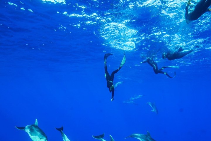 Divers swimming with dolphins in clear blue ocean water.