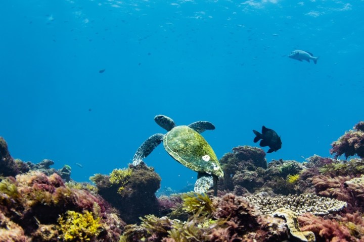 Sea turtle swimming over coral reef with fish in clear blue water.