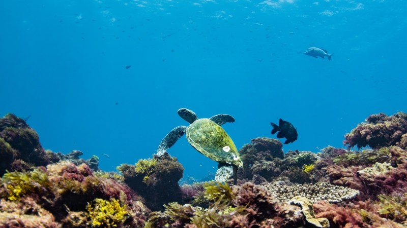 Sea turtle swimming over coral reef with fish in clear blue water.