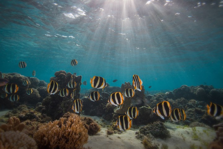 Sunlit underwater scene with striped fish swimming over coral reefs.