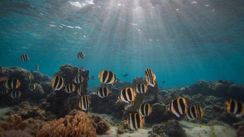Sunlit underwater scene with striped fish swimming over coral reefs.