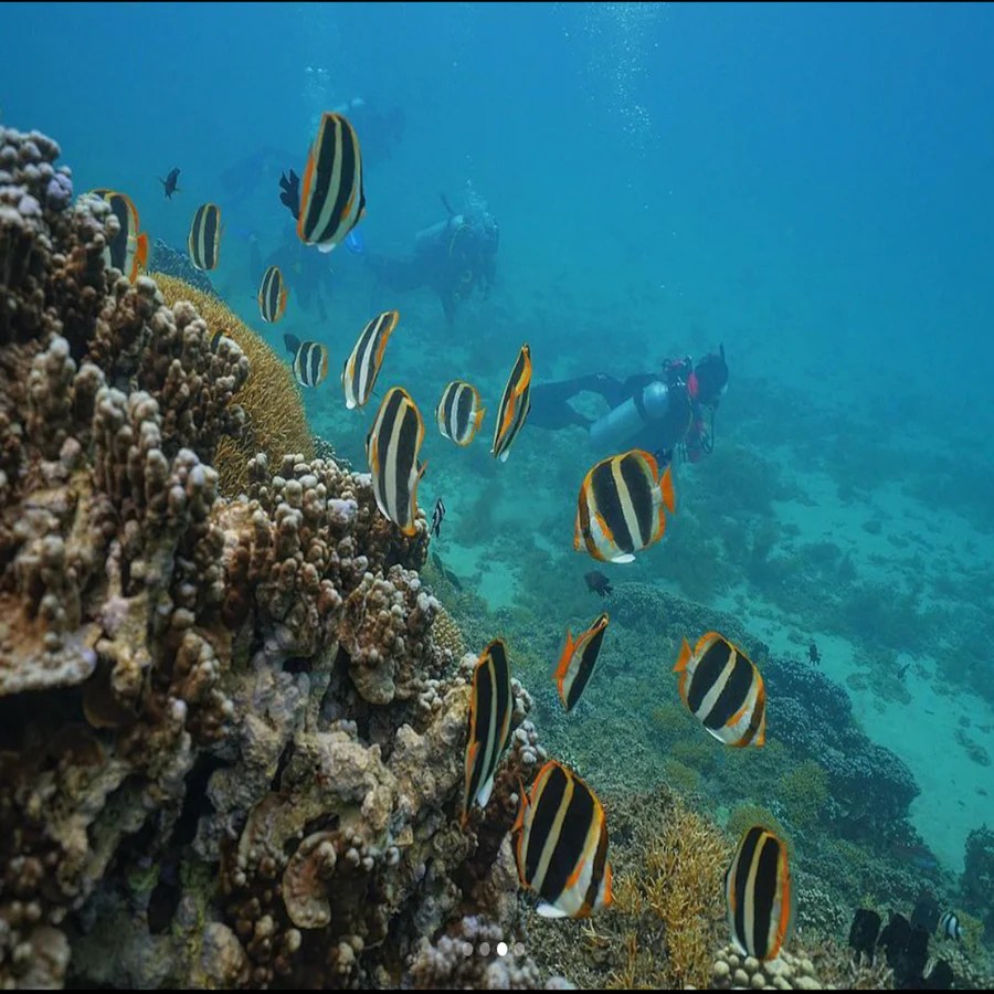 Scuba divers swim near colorful, striped fish and coral reef in clear blue water.