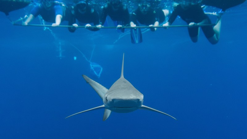 Shark swimming underwater near five divers holding a bar.