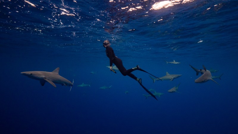 Diver swims underwater surrounded by multiple sharks in clear blue ocean.