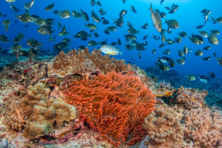 Underwater scene with colorful coral reef and many small fish swimming nearby.