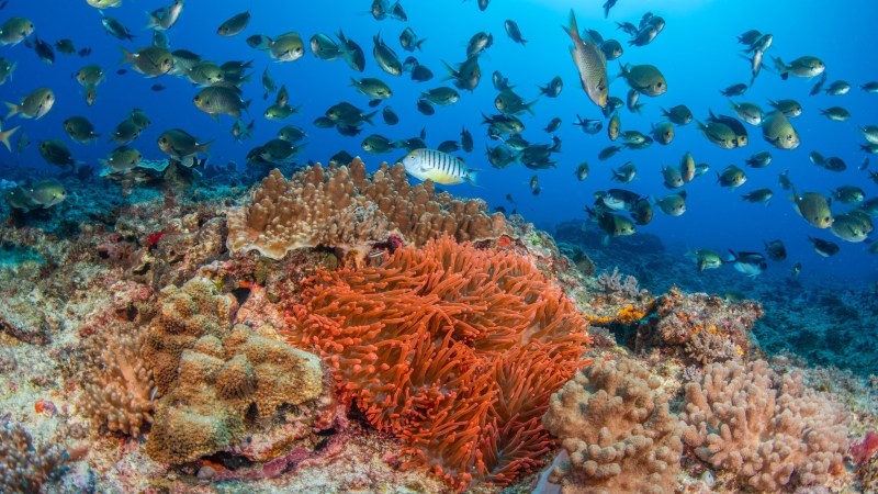 Underwater scene with colorful coral reef and many small fish swimming nearby.