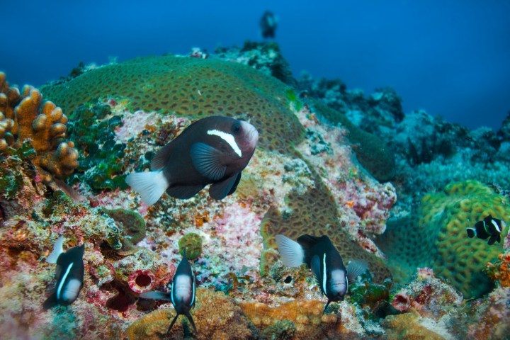 Tropical fish swimming over vibrant coral reef with blue water background.
