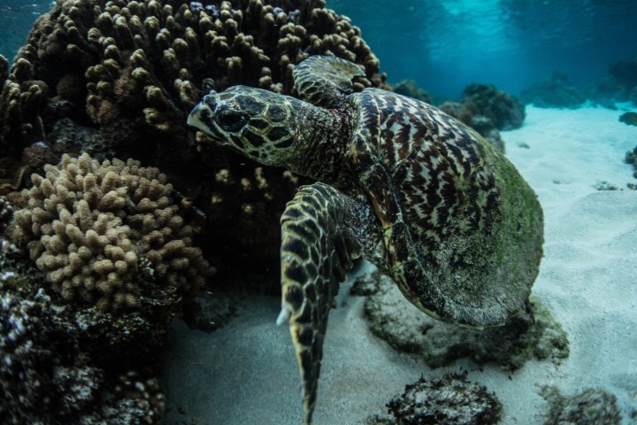 Sea turtle swimming near coral reef on sandy ocean floor.