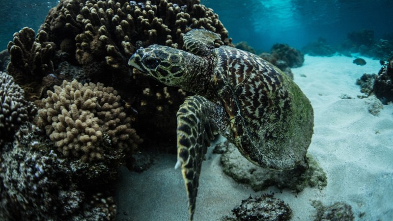 Sea turtle swimming near coral reef on sandy ocean floor.