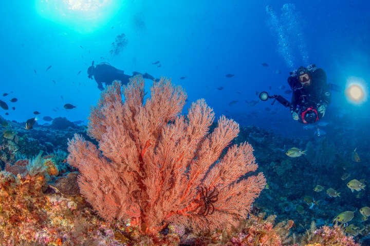 Underwater scene with a diver near a large red coral and fish swimming, lit by sunlight from above.