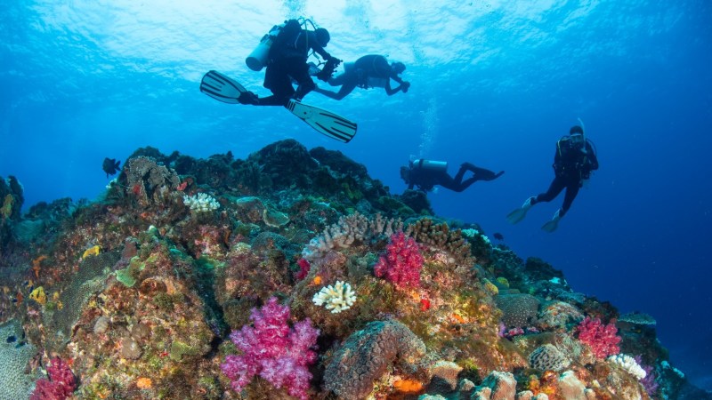 Divers explore a vibrant coral reef underwater, surrounded by colorful marine life.