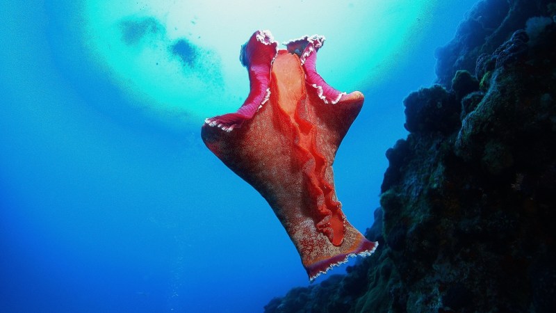 Colorful sea slug swimming underwater near coral reef with light filtering through the water above.