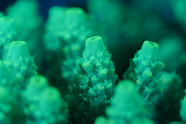 Close-up of glowing green coral polyps underwater.