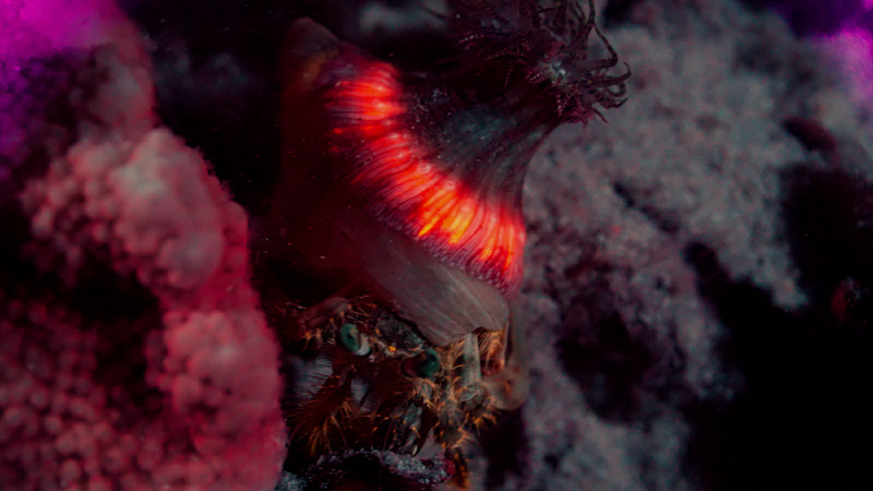 Close-up of a glowing red-orange bioluminescent sea creature on a dark textured background.