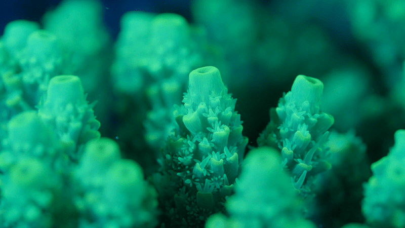 Close-up of vibrant green coral polyps underwater.