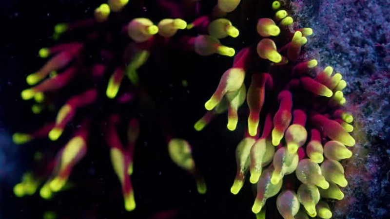 Close-up of anemone with red and yellow tentacles on a dark background.