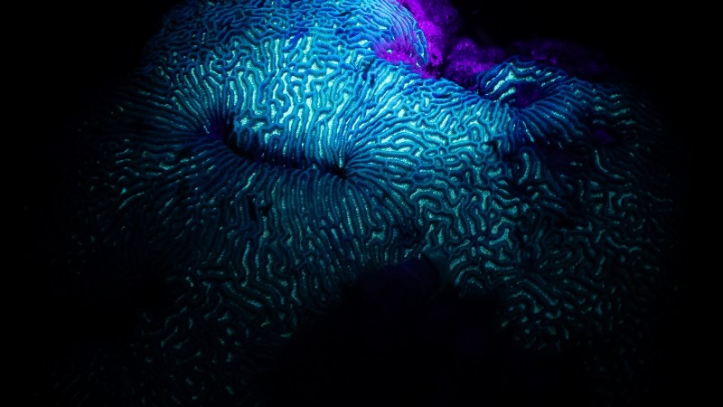 Glowing blue and purple brain coral against a dark background.