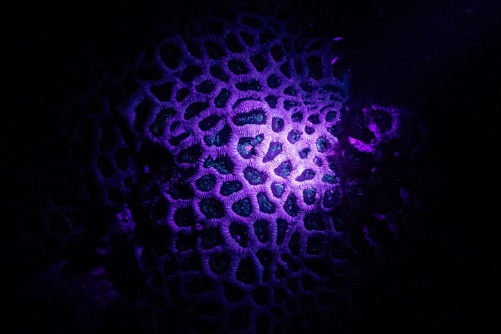 Close-up of coral with glowing purple and blue pattern in darkness.