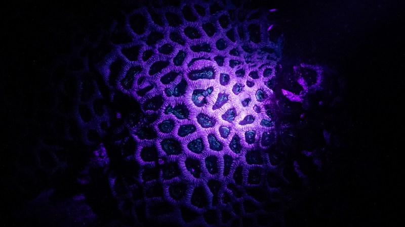 Close-up of coral with glowing purple and blue pattern in darkness.