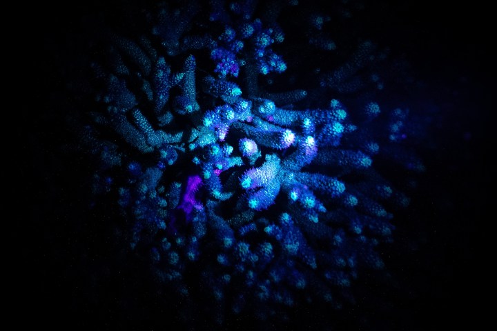 Bioluminescent coral glowing with blue and purple light against a dark background.