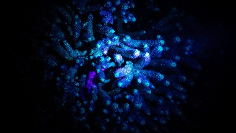 Bioluminescent coral glowing with blue and purple light against a dark background.